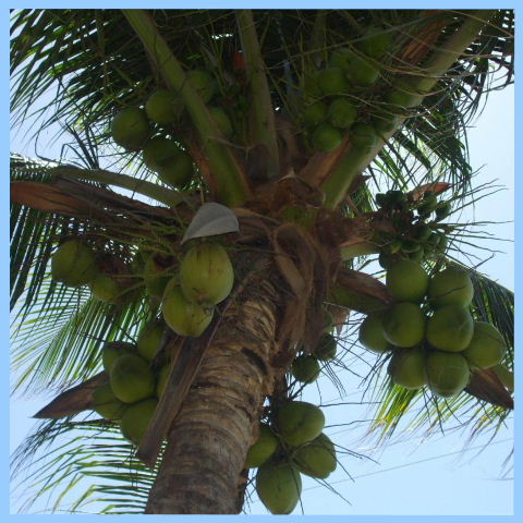 Serena, Pipa - Serena tiene su propia cocos